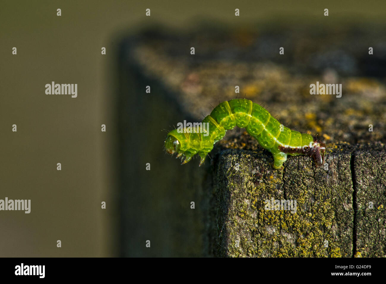 A small green 'Inchworm' moth caterpillar (unknown species) at Pitstone, Buckinghamshire, UK Stock Photo