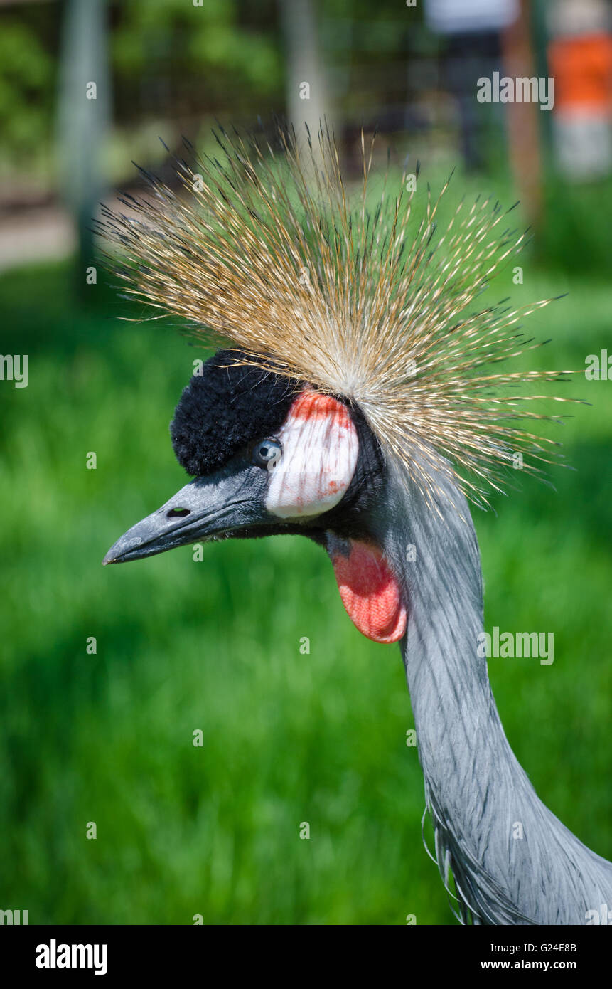 Crowned Crane on green blur background Stock Photo - Alamy