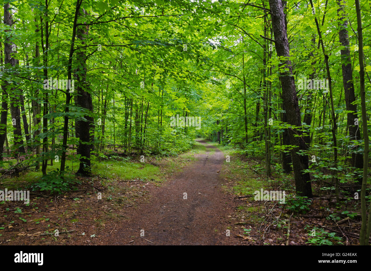 Scenic path through green forest in Ontario, Canada Stock Photo Alamy