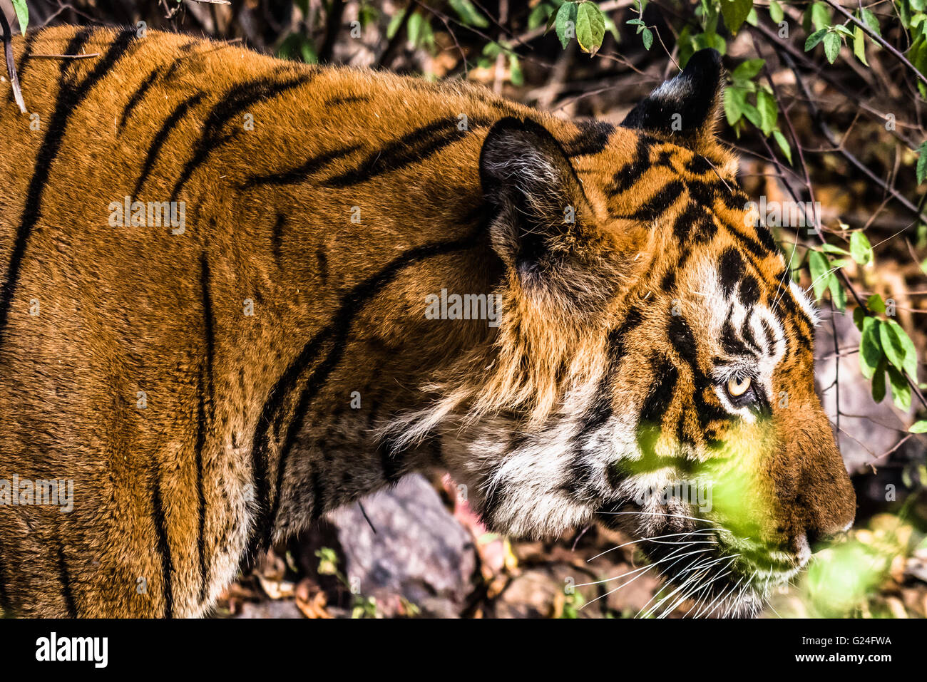 Royal Bengal Tiger named Ustaad from Ranthambore Tiger reserve strolling at natural habitat Stock Photo