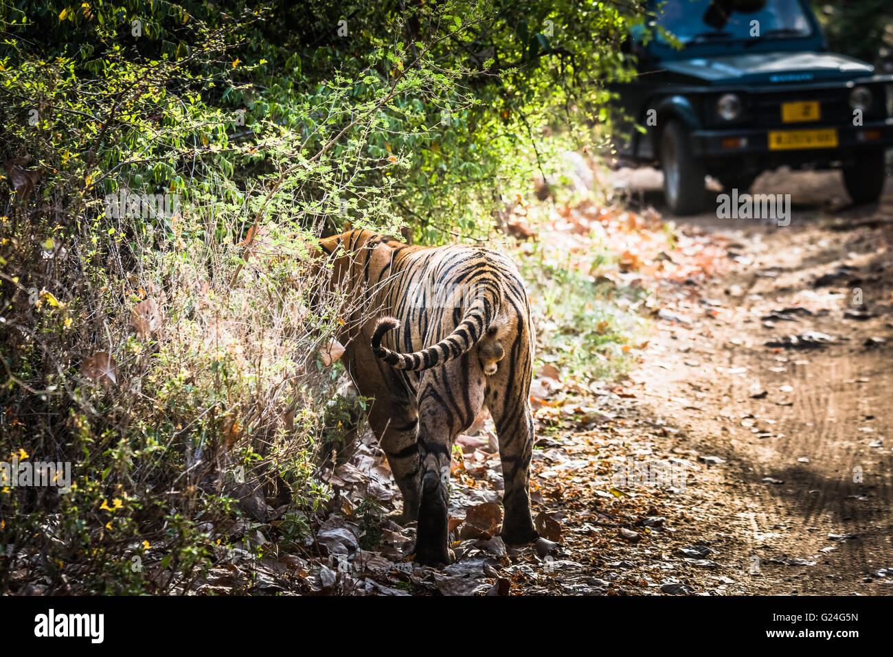 Royal Bengal Tiger named Ustaad from Ranthambore Tiger reserve strolling at natural habitat Stock Photo