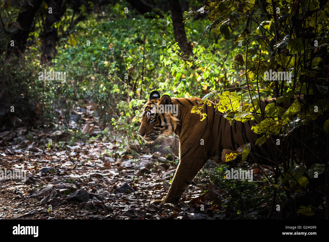Royal Bengal Tiger named Ustaad from Ranthambore Tiger reserve