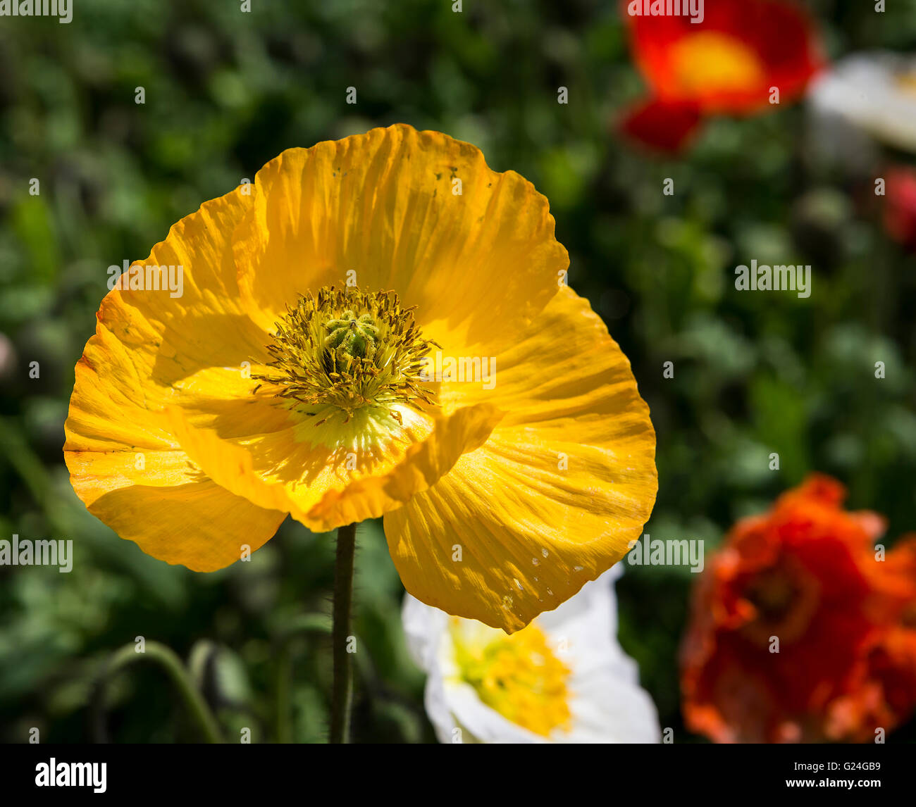 Yellow flower head of an Icelandic Garden Gnome Poppy plant with yellow stamen and scarlet and white flowers behind Stock Photo