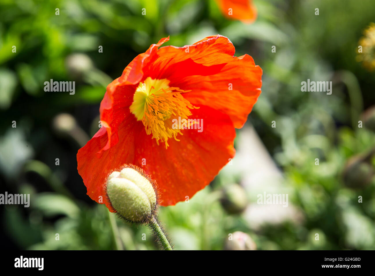 Scarlet flower head of an Icelandic Garden Gnome Poppy plant with yellow stamen Stock Photo