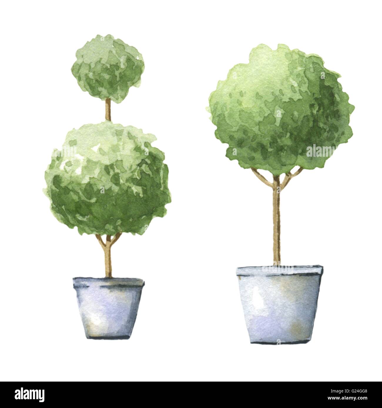 Decorative trees in pots. Watercolor illustrations. Stock Photo