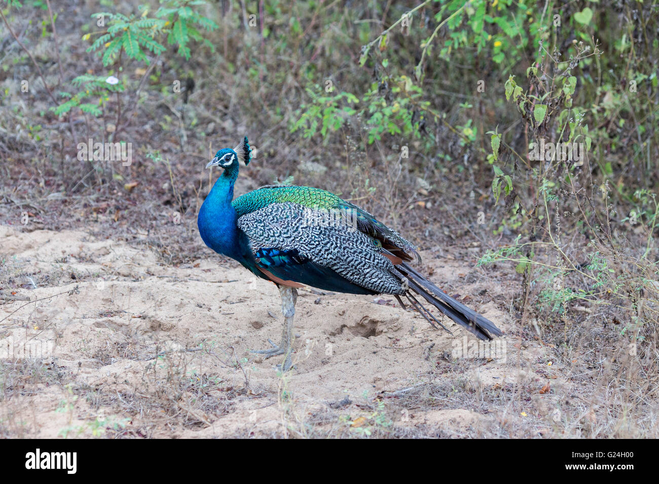 Yala National Park , Sri Lanka. A peacock Stock Photo