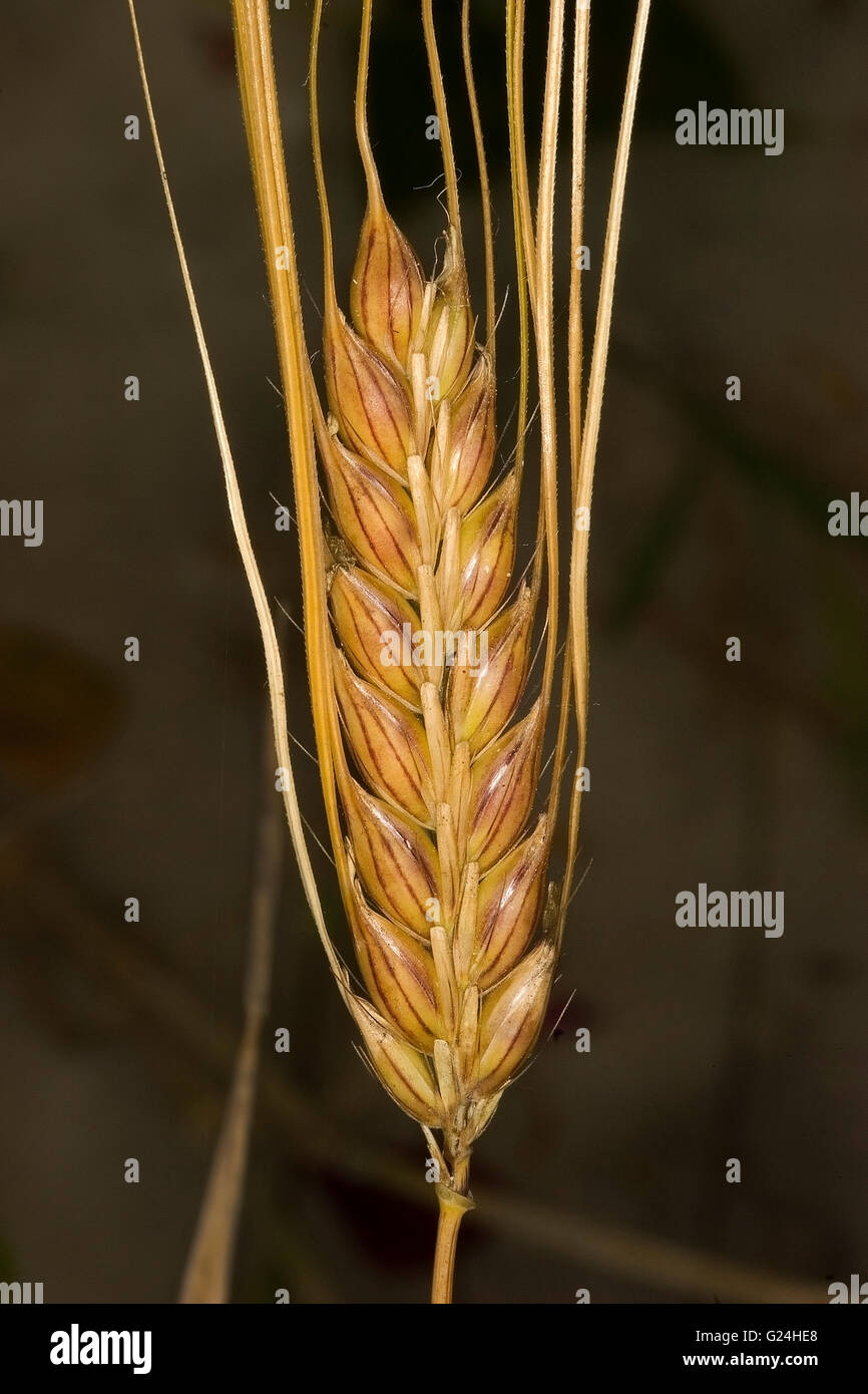 Barley spike. Stock Photo