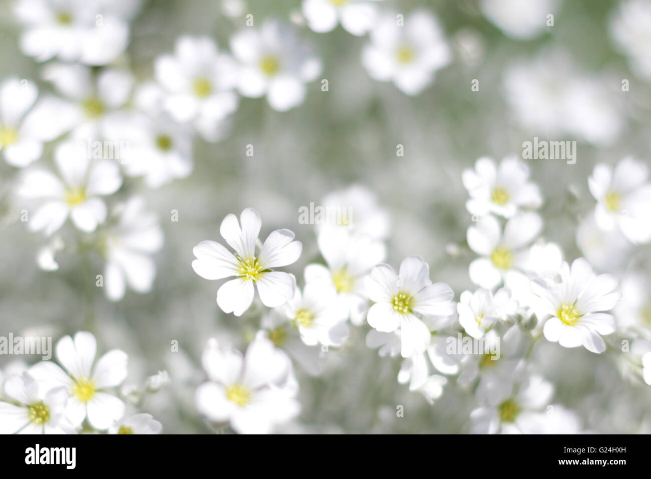 white spring flowers field - springtime background Stock Photo - Alamy