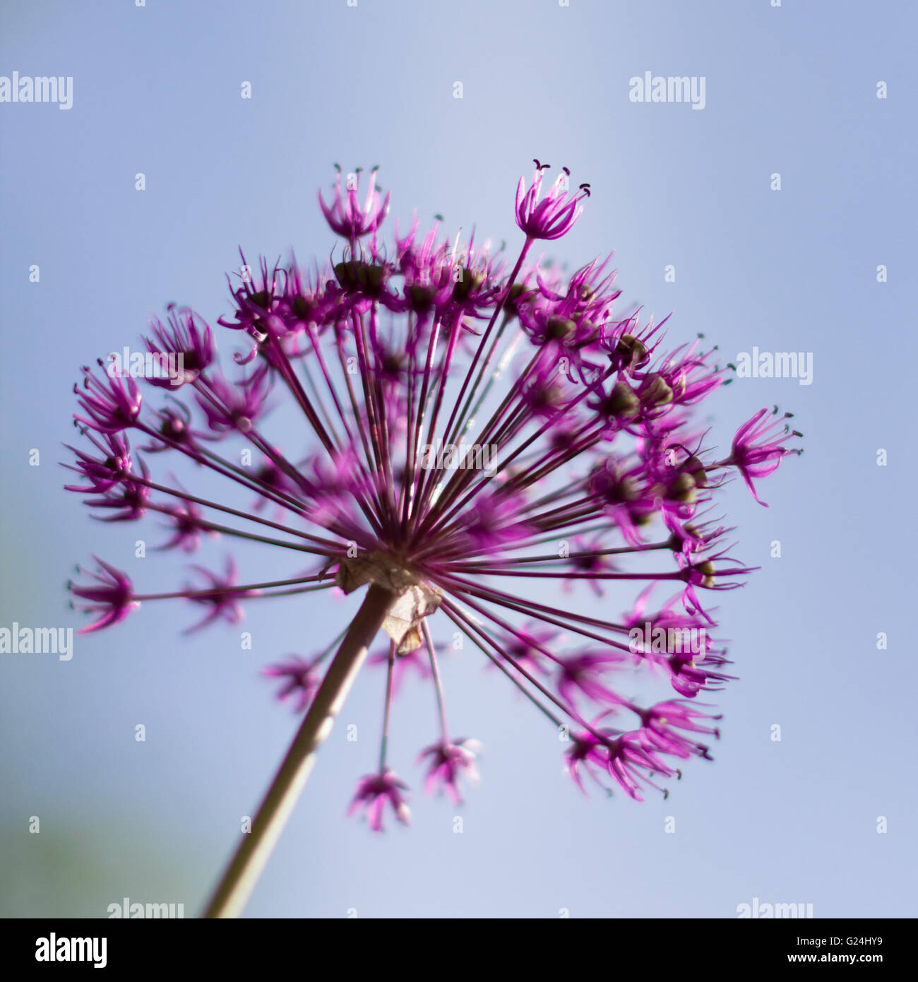Spring flower macro isolated on blue sky Stock Photo