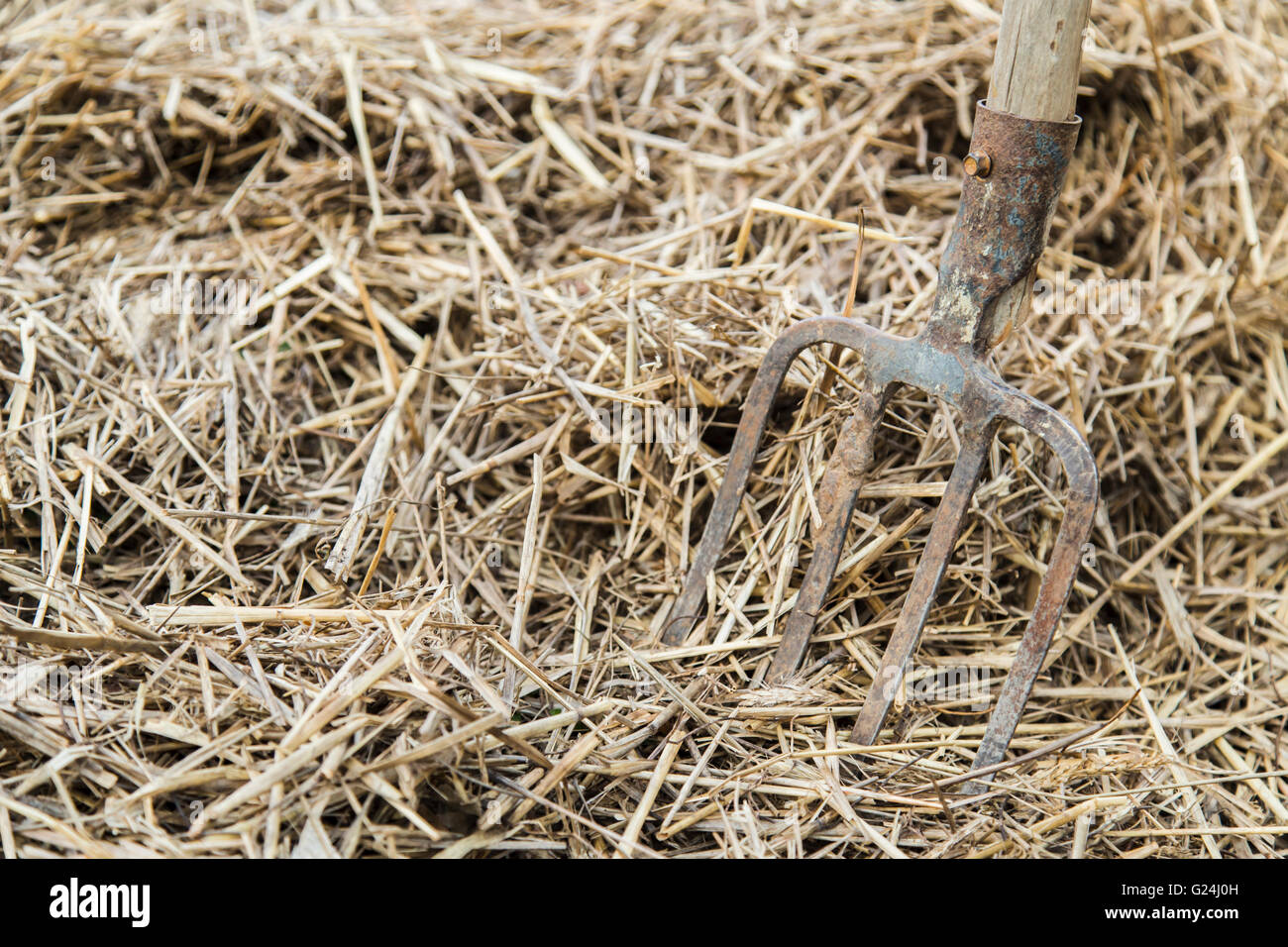 Pitching fork hires stock photography and images Alamy