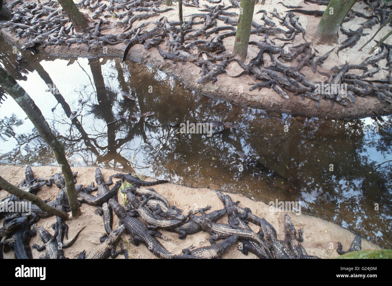 Baby Alligators at Aligator farm in St Augustine Florida. Stock Photo