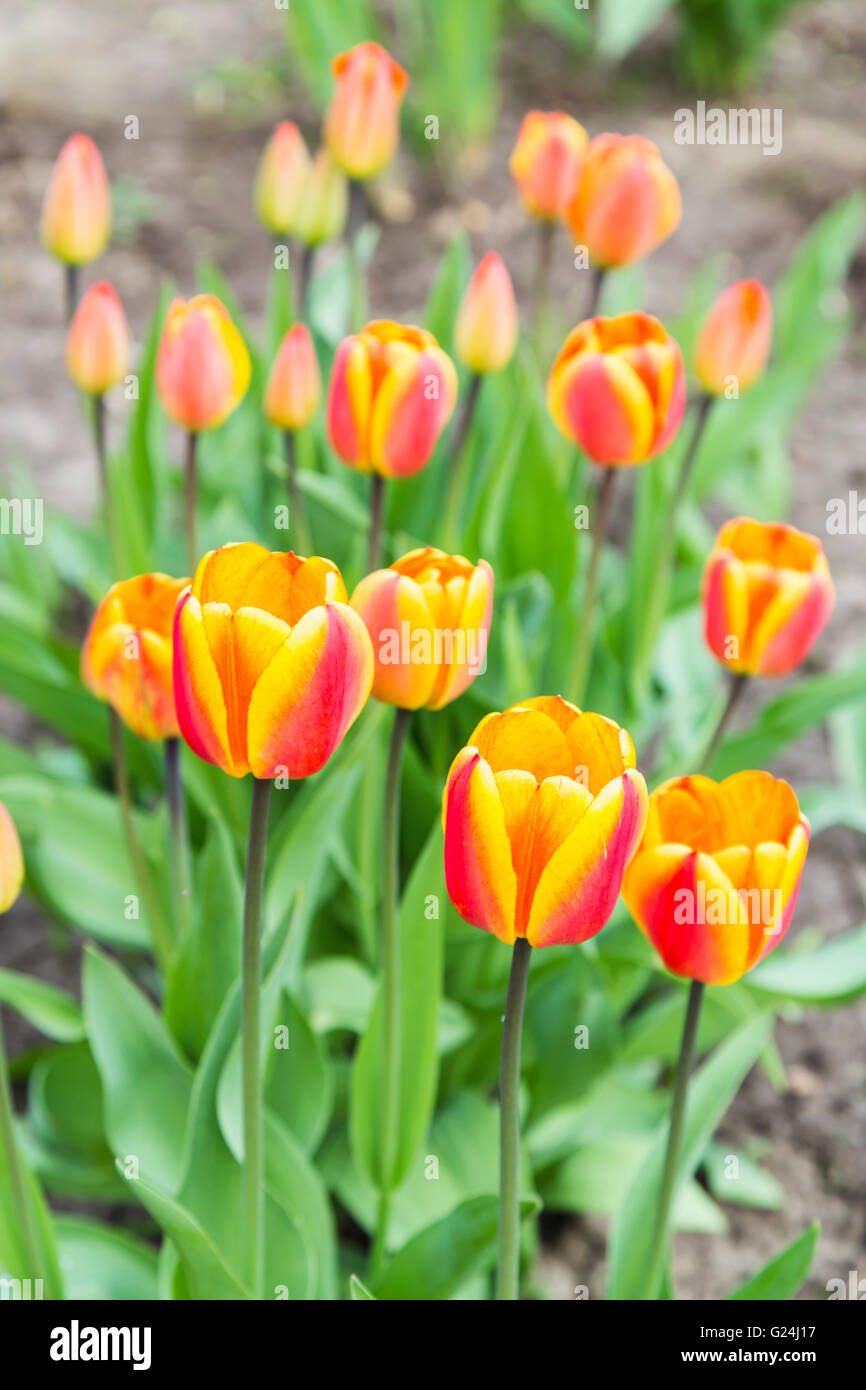 Group of orange tulips in garden Stock Photo - Alamy
