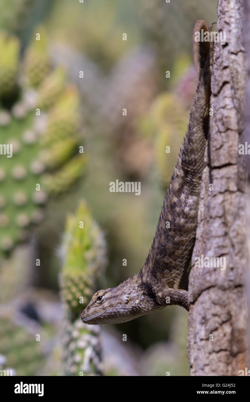 Female Twin-spotted Spiny Lizard, (Sceloporus Bimaculosus), Bosque Del ...