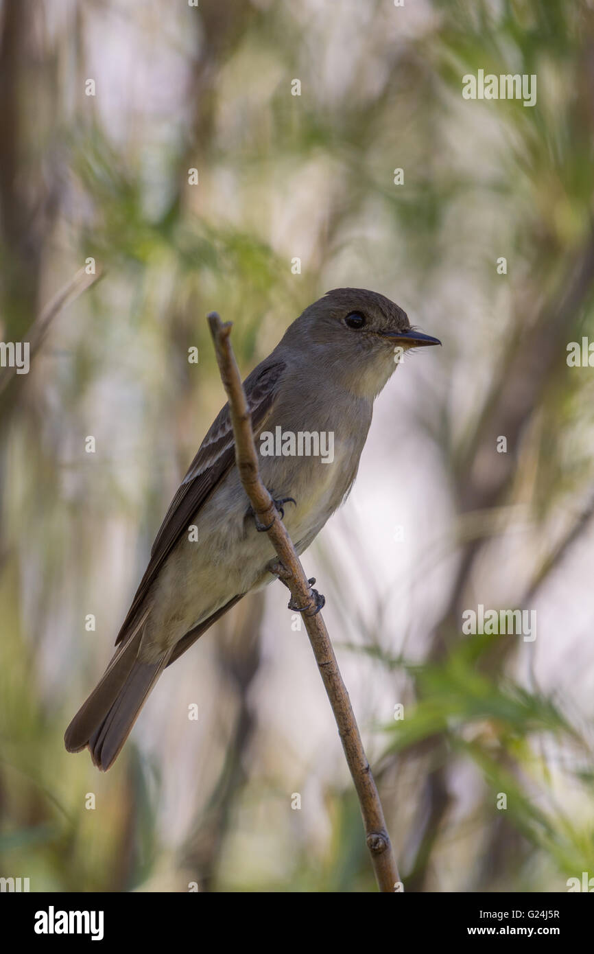Western Wood-pewee, (Contopus sordidulus), Bosque del Apache National Wildlife Refuge, New Mexico, USA. Stock Photo