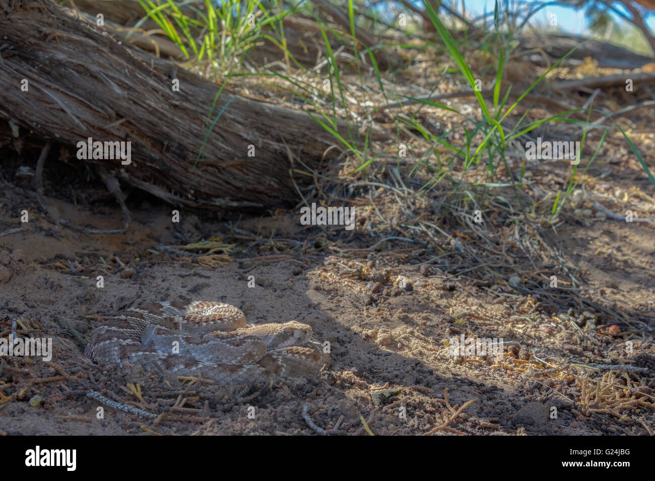 Western Diamond-backed Rattlesnake, (Crotalus atrox), in ambush coil.  Sevilleta National Wildlife Refuge, New Mexico, USA. Stock Photo