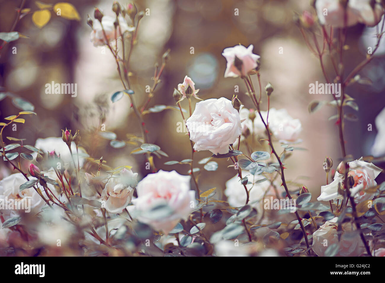 Beautiful garden roses Stock Photo