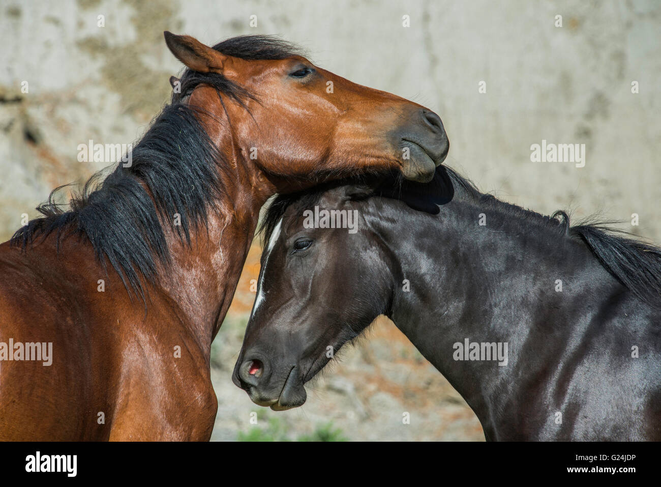 Wild Horses, (Equs ferus), Mustangs grooming, bonding, Feral, Theodore Roosevelt National Park, N. Dakota, USA Stock Photo