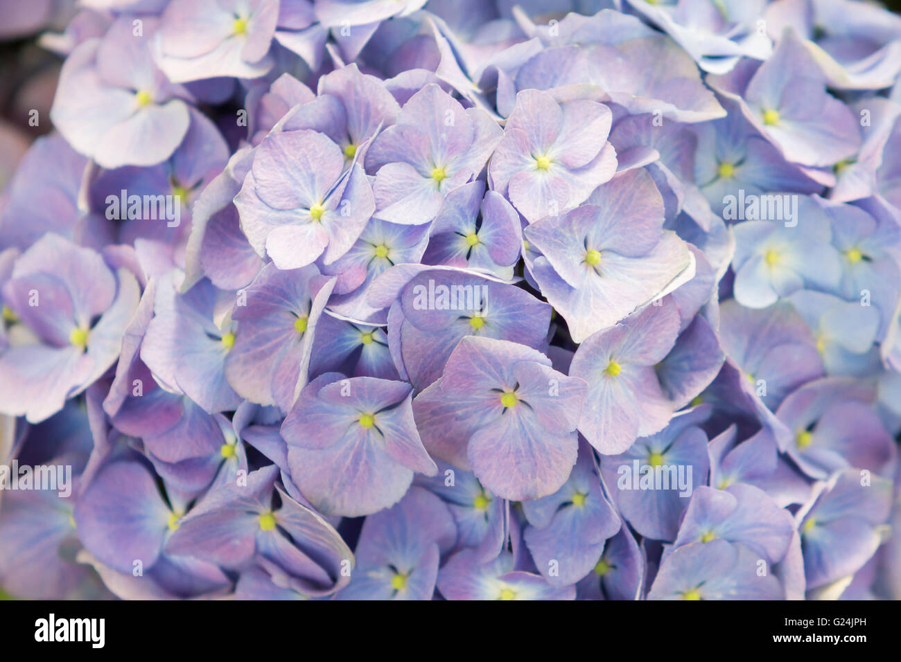 Close up beautiful hydrangea flower Stock Photo - Alamy