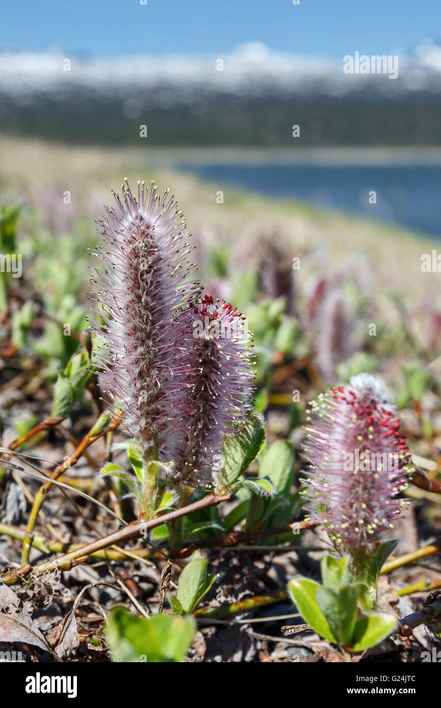 Salix arctica (arctic willow) on a sunny day. Kamchatka Peninsula
