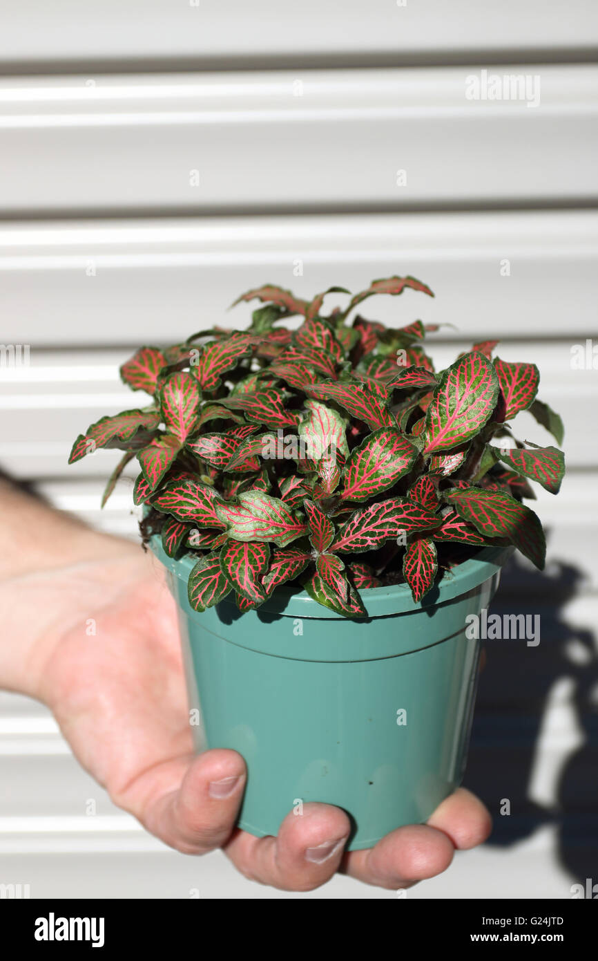 Close up of Fittonia Nerve Plant, tropical plant native to Peru - terrarium plant. It is also called Mosaic Plant Stock Photo
