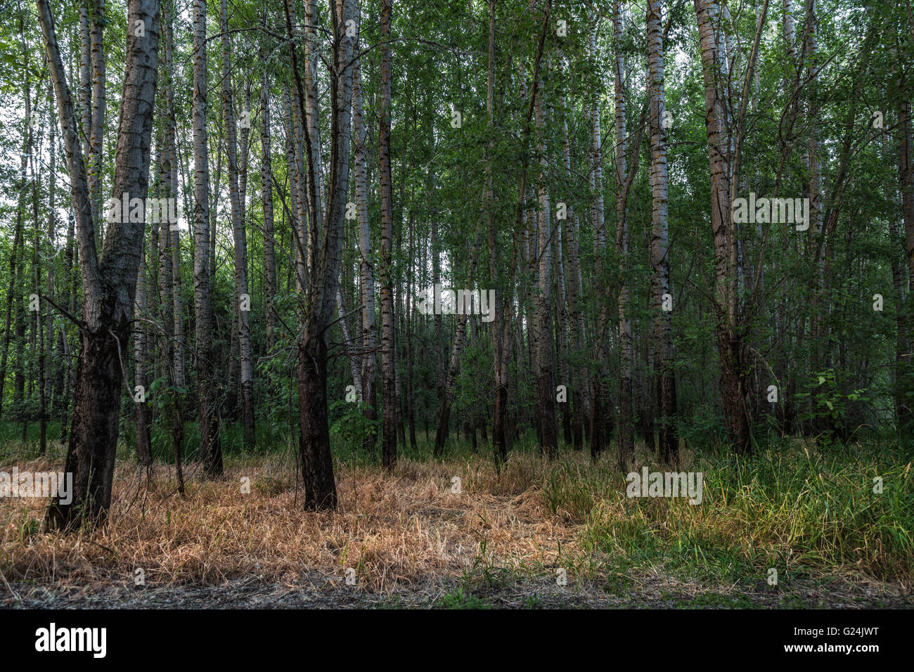 Aspen Trees in Oregon! Stock Photo Alamy