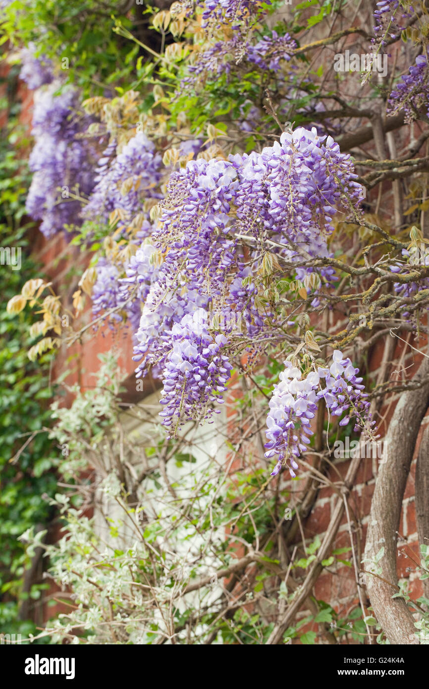 Wistaria in flower (Wistaria sp. ). June. Walled garden, Raveningham Gardens and Estate. Norfolk. England. Stock Photo