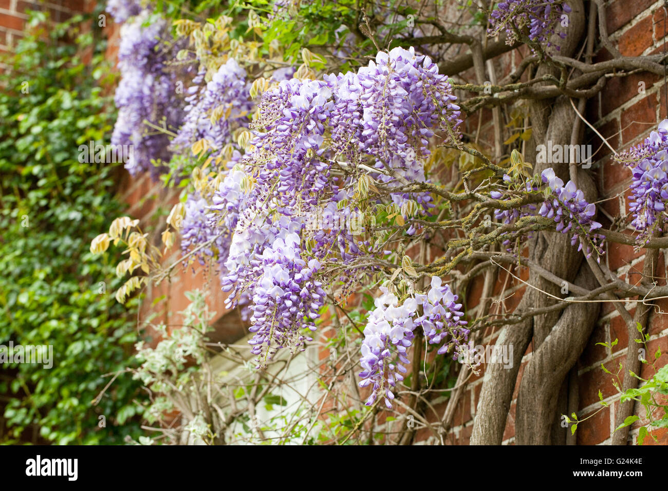 Wistaria in flower (Wistaria sp. ). June. Walled garden, Raveningham Gardens and Estate. Norfolk. England. Stock Photo