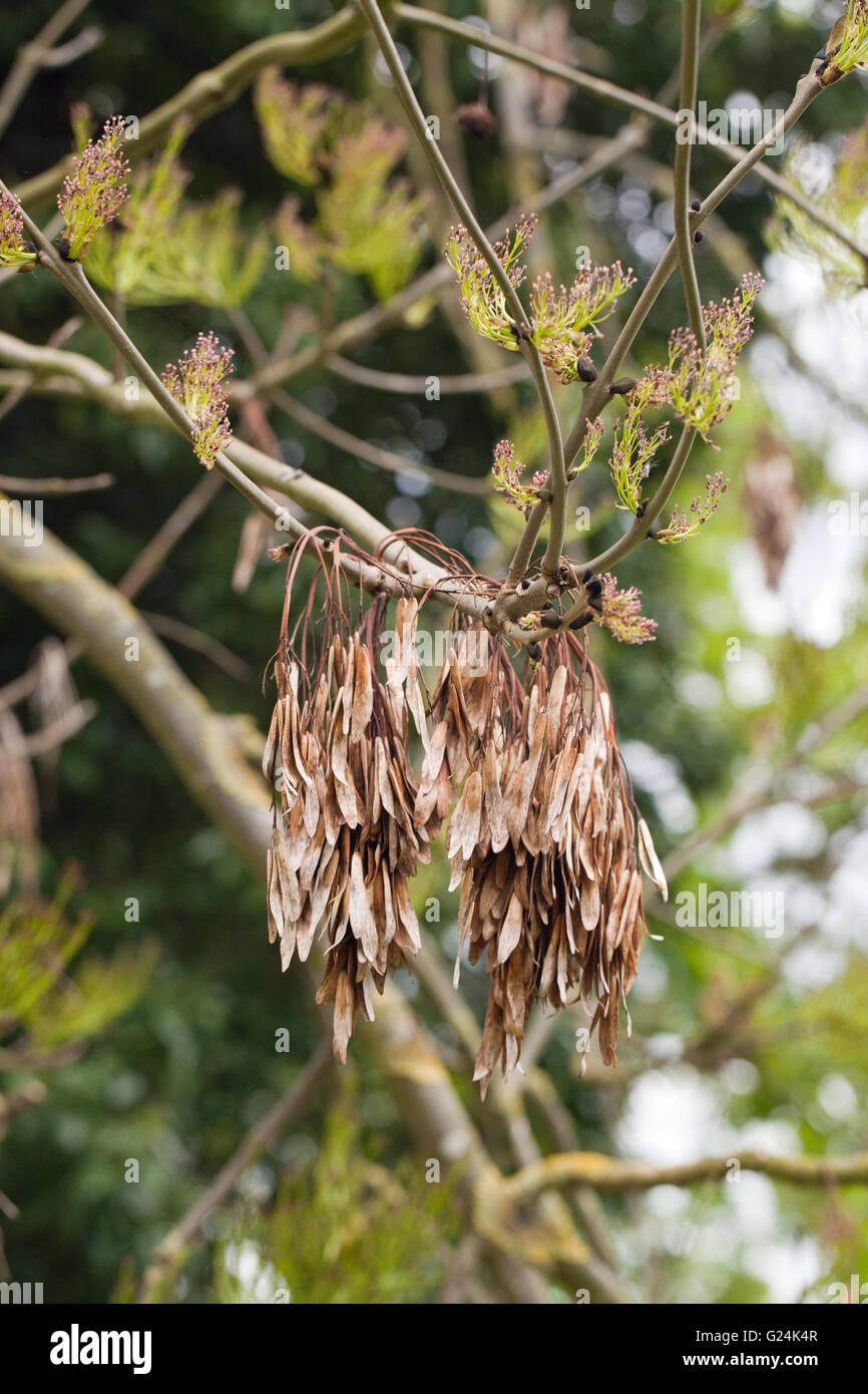 Common Ash Tree (Fraxinus excelsior). Fruits containing seeds or Keys, hanging from a branch produced in the previous year. Stock Photo