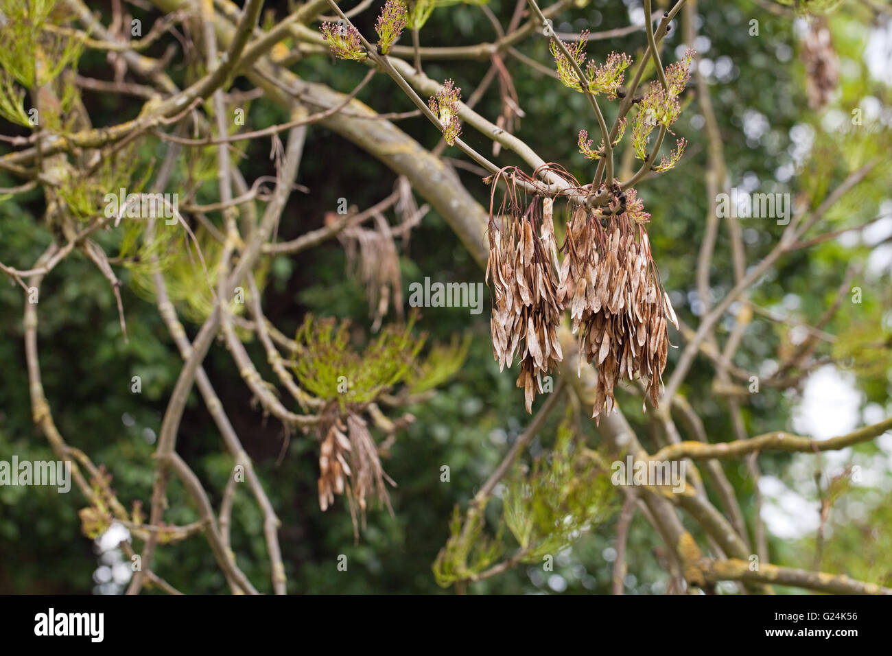 Common Ash Tree (Fraxinus excelsior). Fruits containing seeds or Keys, hanging from a branch produced in the previous year. Stock Photo