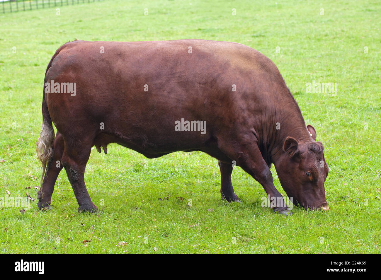 Sussex Cow (Bos primigenius). Grazing. Beef rare breed. Raveningham Park. Norfolk. England. UK. Stock Photo