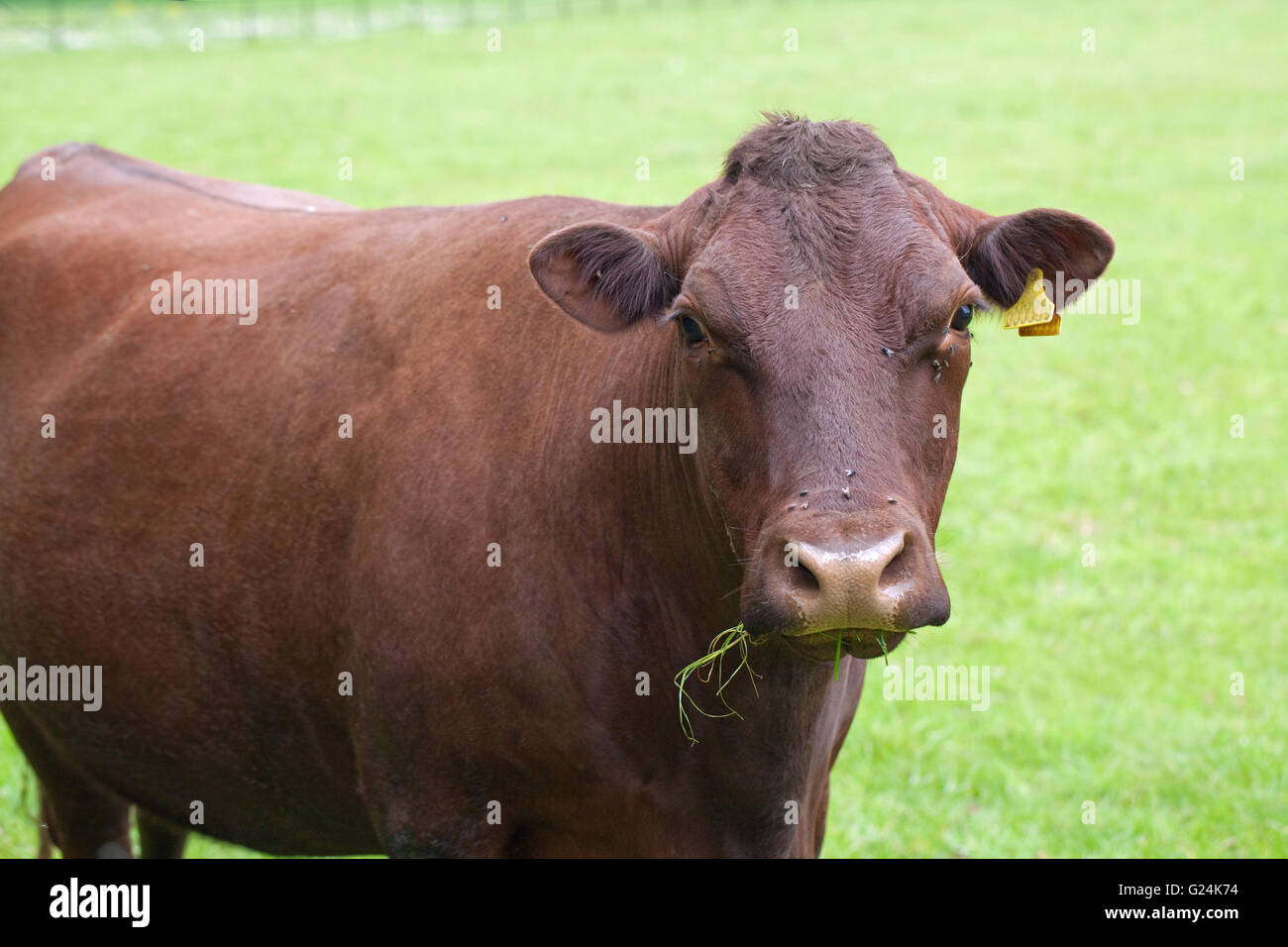 Sussex Cow (Bos primigenius). Beef rare breed. Polled. Ravenham Park ...