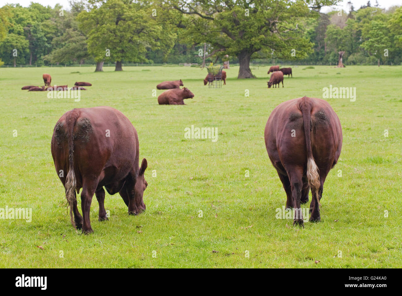 Sussex Cow (Bos primigenius). Rear view showing typically white tipped tail switch ends of this breed.  Beef rare breed. Stock Photo