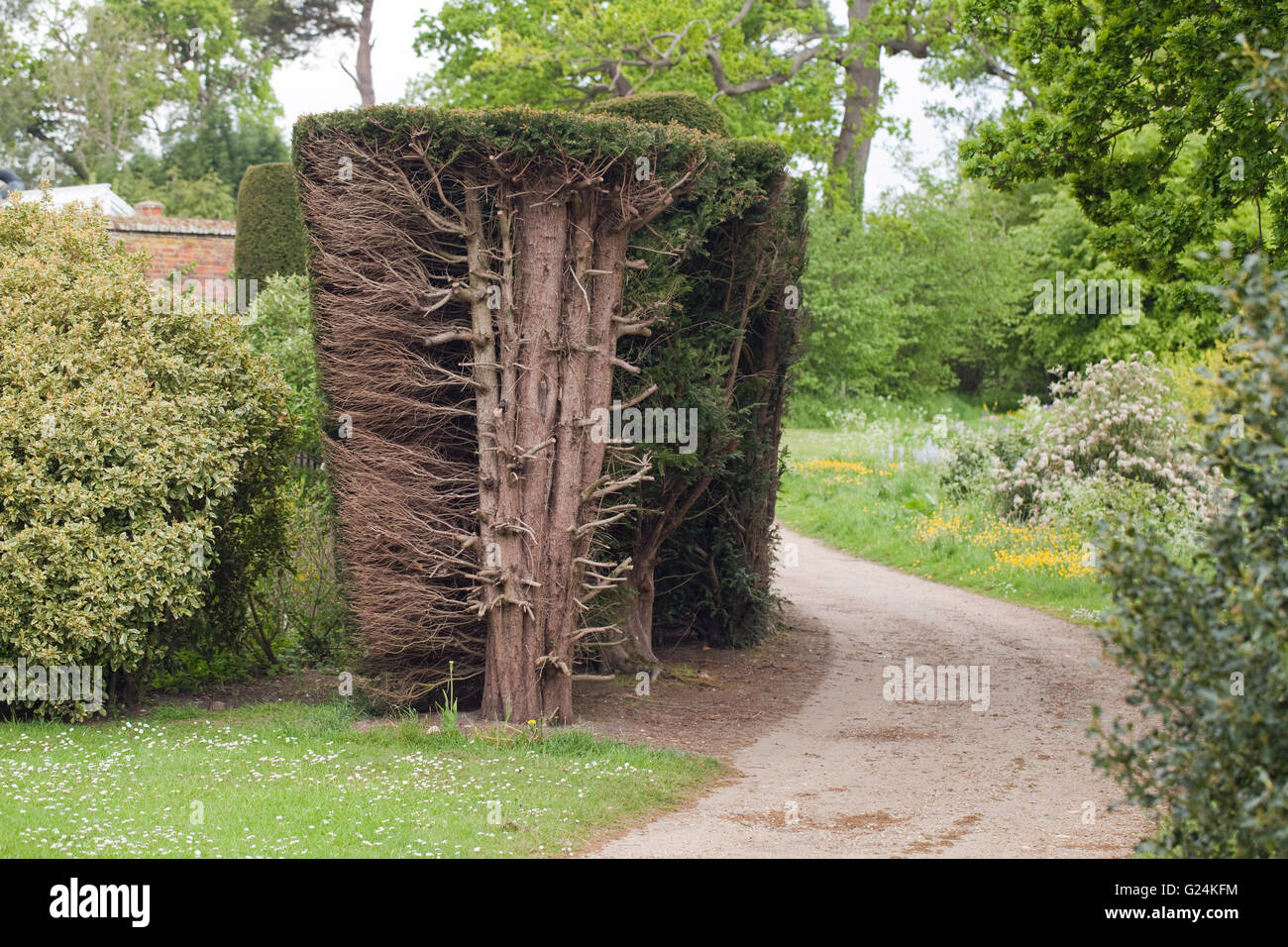Hedge cut back yew hires stock photography and images Alamy