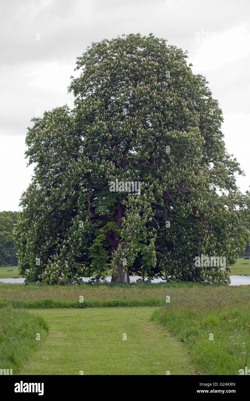 Horse Chestnut Tree (Castanea sativa). In flower. May Raveningham Gardens and Estate. Norfolk. GB. UK. Stock Photo