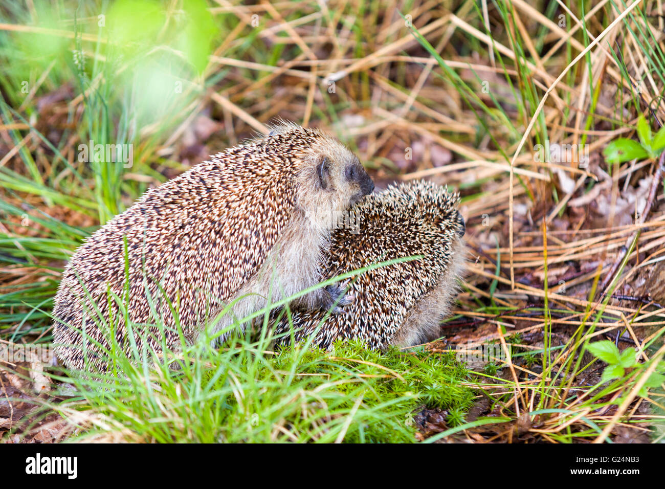 European hedgehogs (Erinaceus europaeus) mating Model Release No