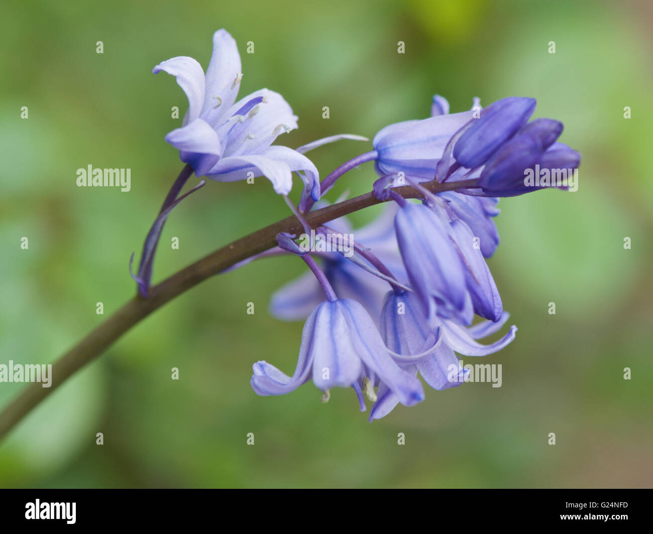 Hybrid Bluebell Hyacinthoides x massartiana Stock Photo