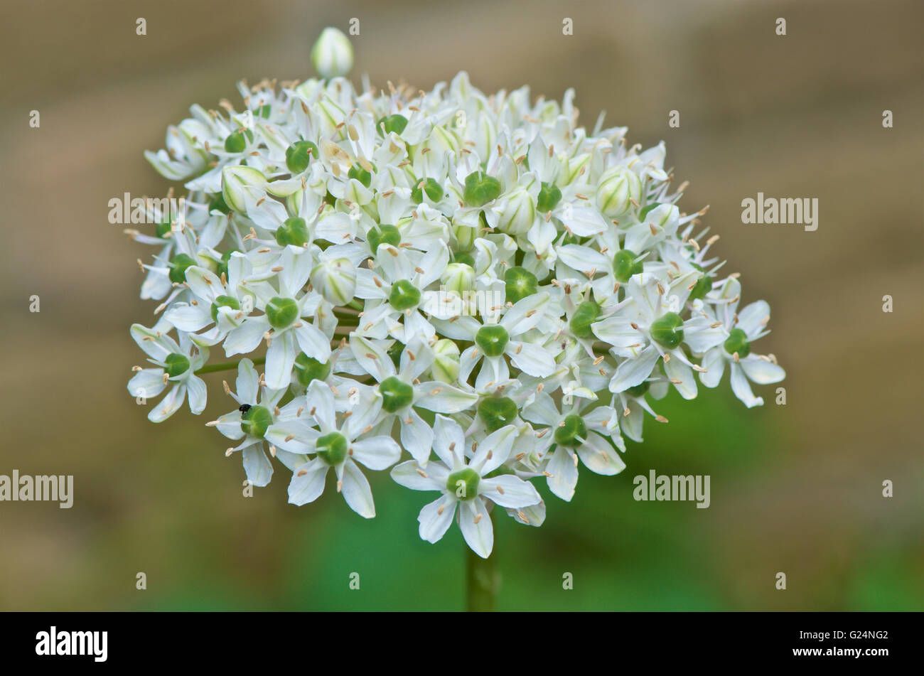 Allium multibulbosum nigrum in full bloom Stock Photo