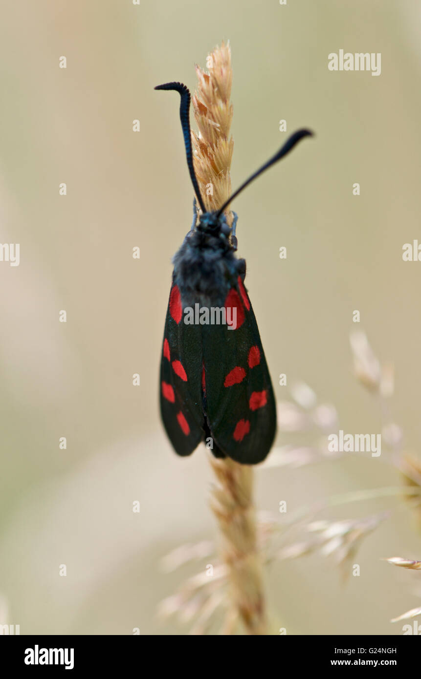 Spotted Burnett moth on a grass stalk. Stock Photo