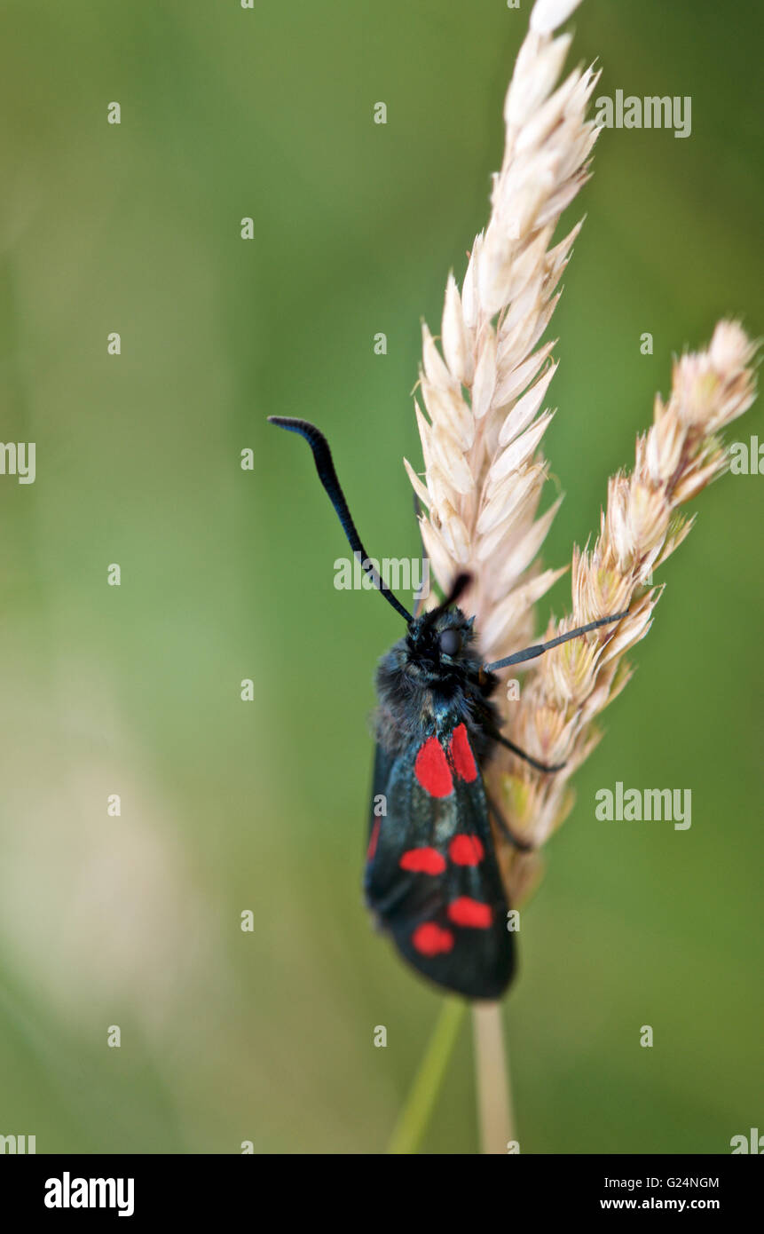 Six Spotted Burnett moth on a grass stalk. Stock Photo