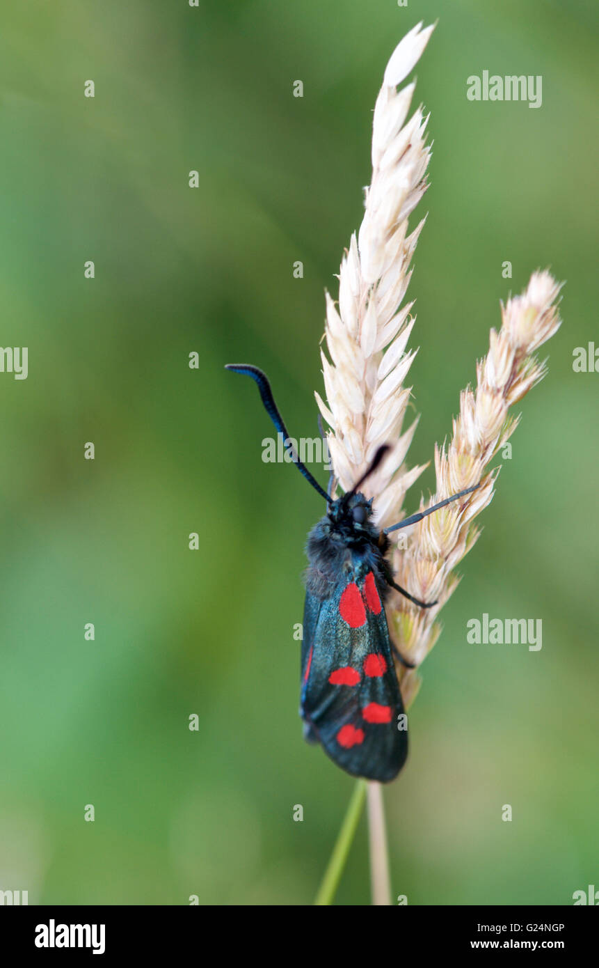 Six Spotted Burnett moth on a grass stalk. Stock Photo