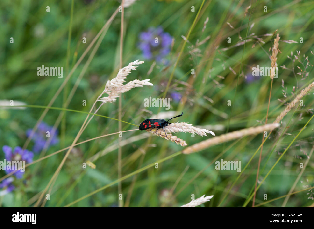 Six-Spot Burnet Moth in a natural meadow Stock Photo