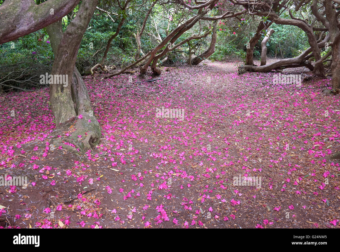 pink rhododendron petals on ground Stock Photo