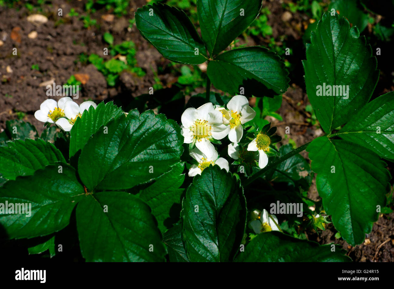 STRAWBERRY'S IN FLOWER AND FRUIT FORMING Stock Photo - Alamy
