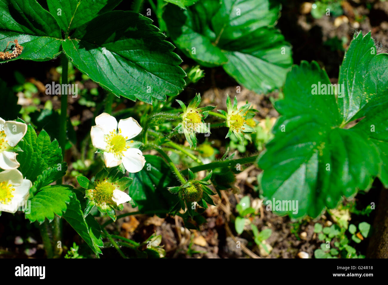 STRAWBERRY'S IN FLOWER AND FRUIT FORMING Stock Photo - Alamy
