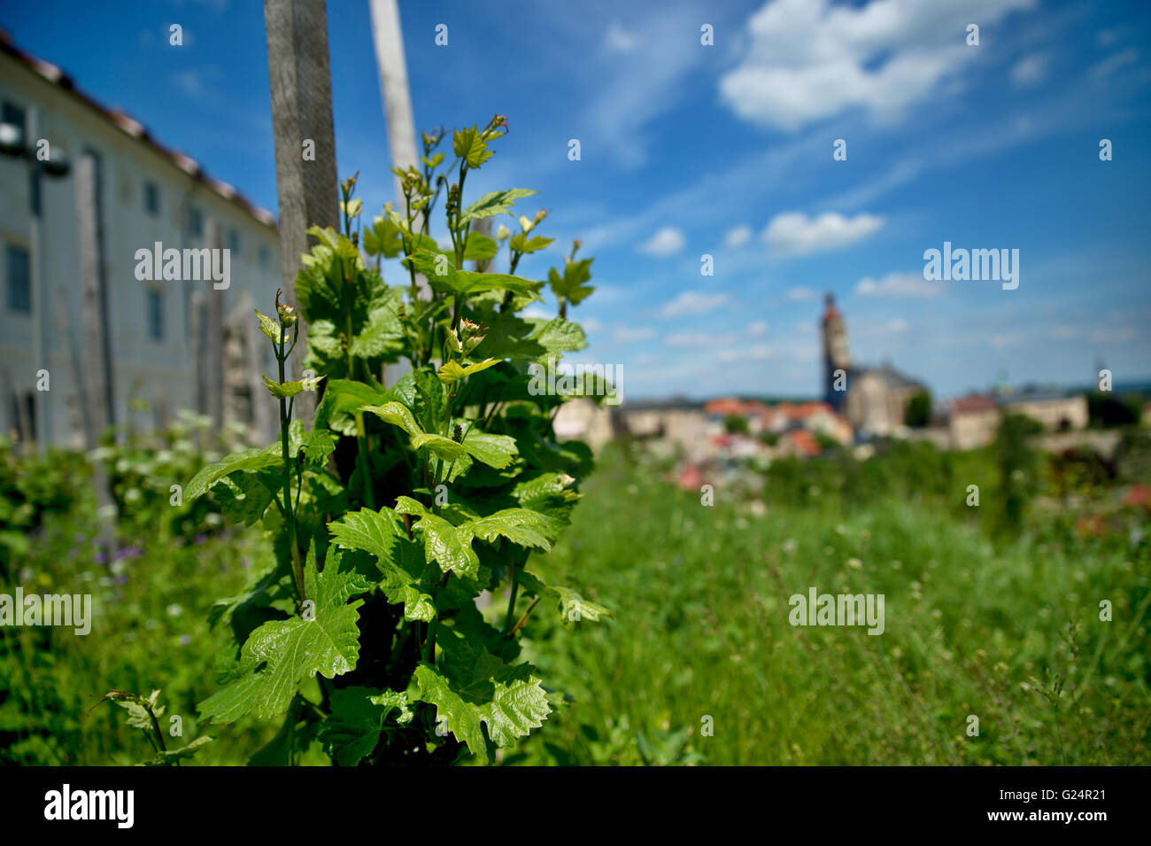 vineyard in Kutna Hora in Czech republic Stock Photo