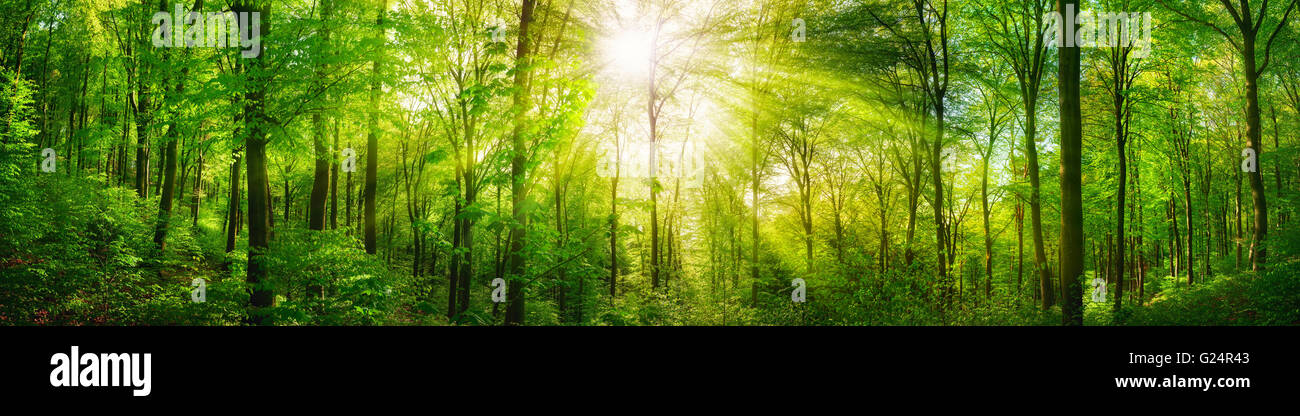 Panorama of a scenic forest of fresh green deciduous trees with the sun ...
