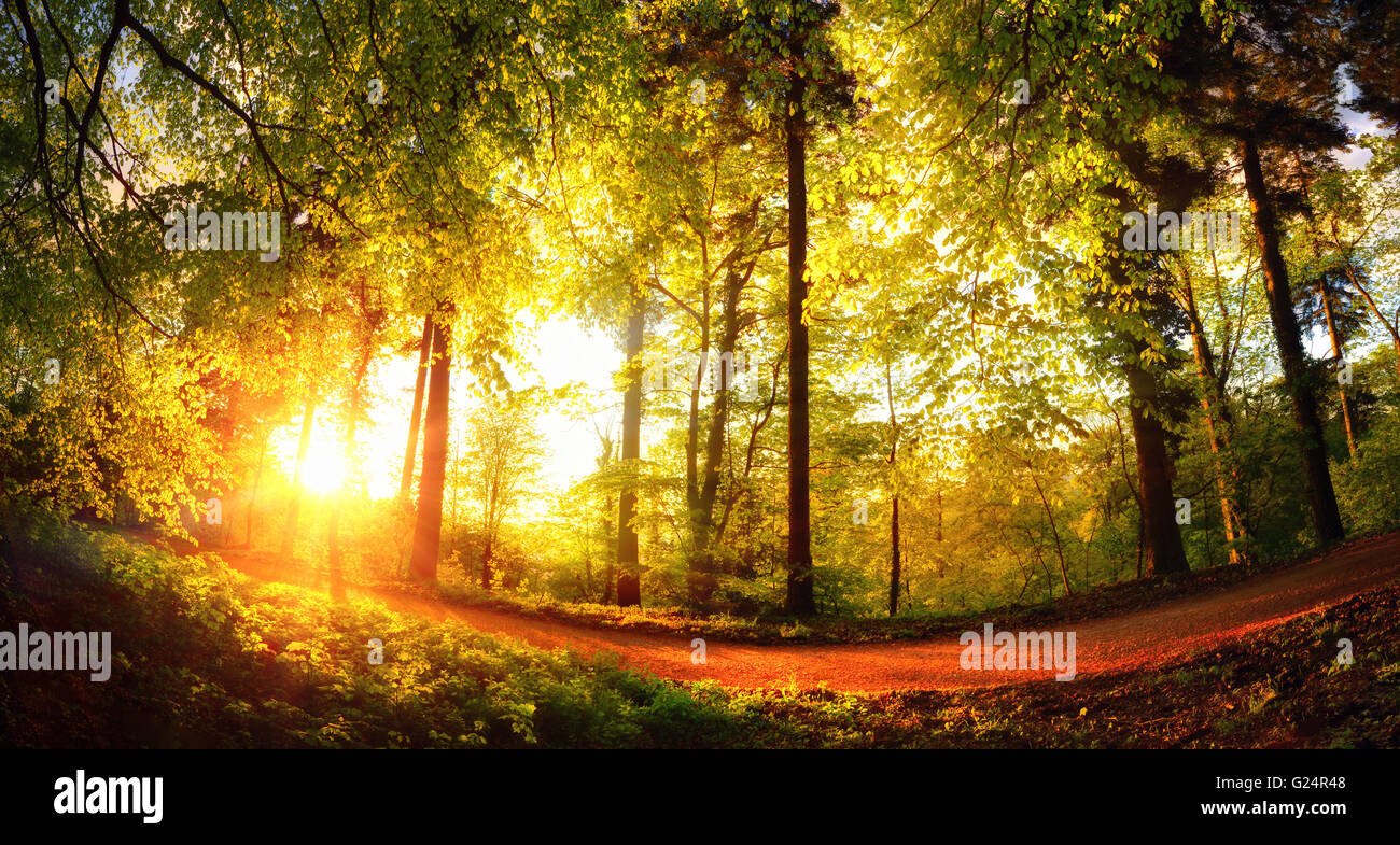Fisheye landscape shot of a footpath in the forest at sunset, with the foliage shining gold in the warm sunlight Stock Photo