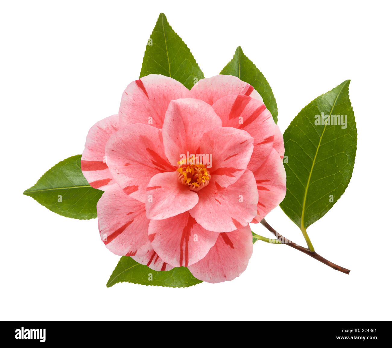camellia branch with flower isolated on white background Stock Photo