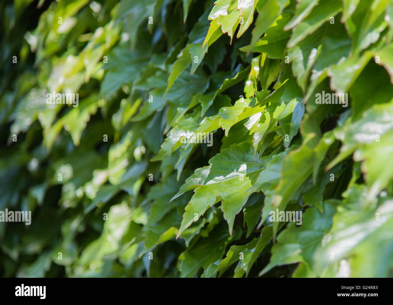 Green background of  Ivy leaves Stock Photo