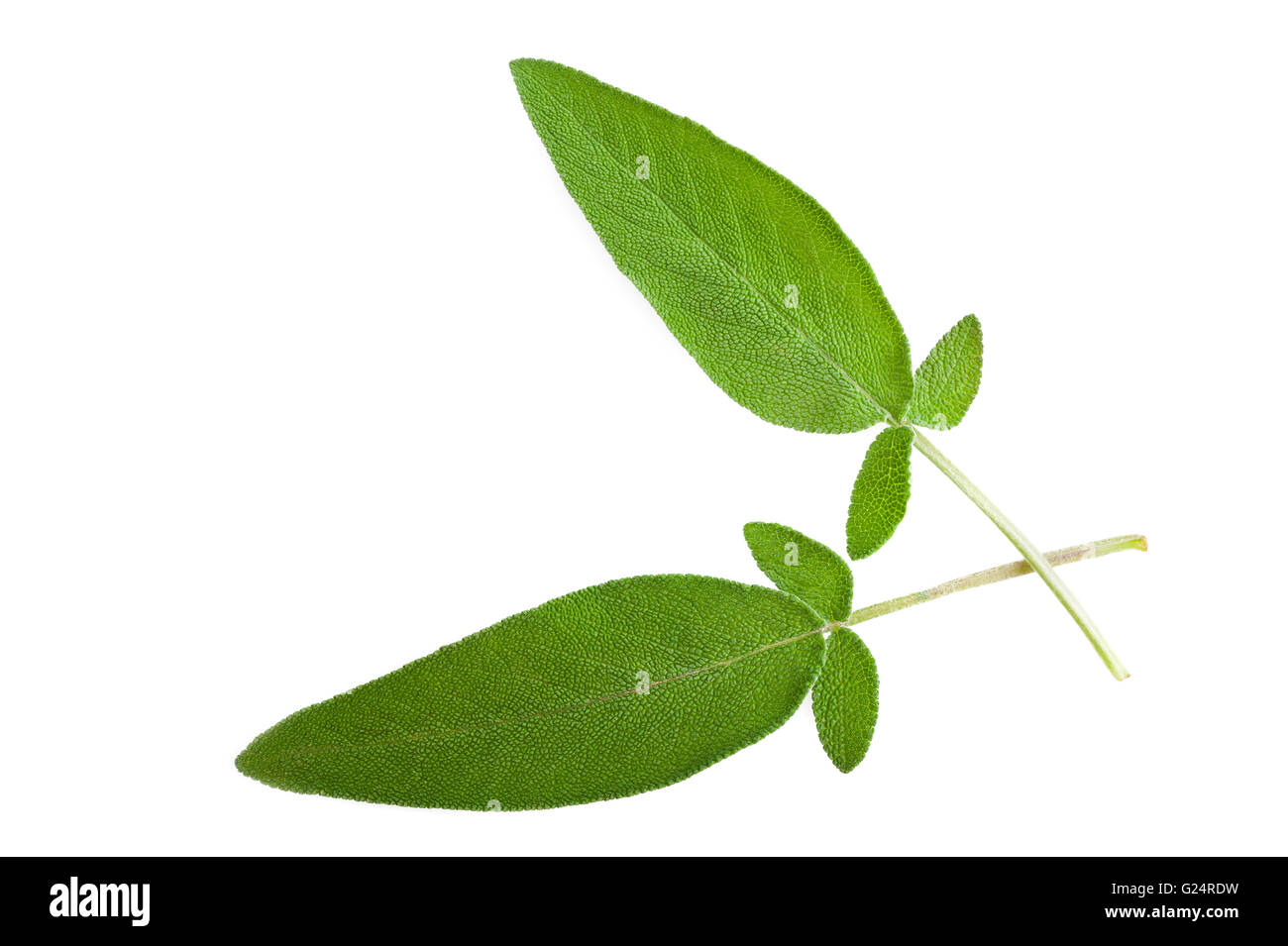 sage leaves isolated on white Stock Photo Alamy